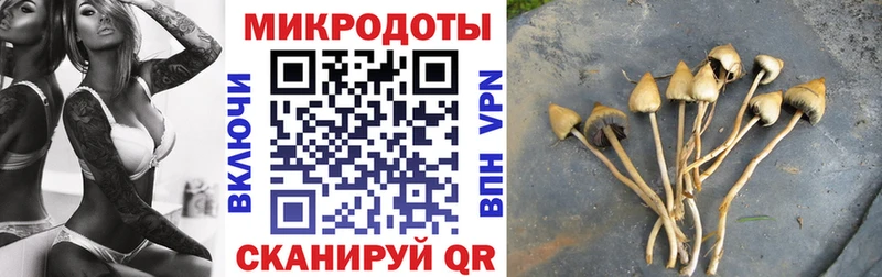 Псилоцибиновые грибы Psilocybine cubensis Черкесск